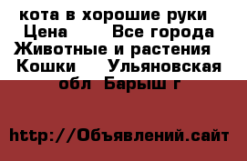 кота в хорошие руки › Цена ­ 0 - Все города Животные и растения » Кошки   . Ульяновская обл.,Барыш г.